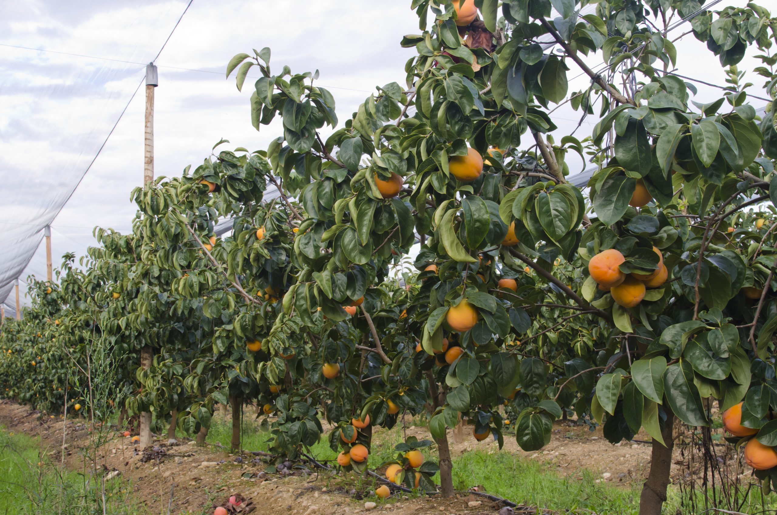 Campo de caquis